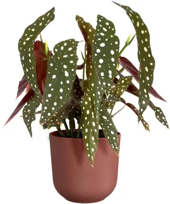 Elho bloempot Jazz rond 19x18cm toscaans rood - afbeelding 3