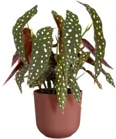 Elho bloempot Jazz rond 19x18cm toscaans rood - afbeelding 3