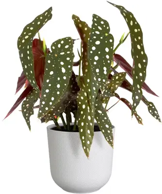 Elho bloempot Jazz rond 19x18cm zijdewit - afbeelding 3