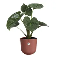 Elho bloempot Jazz rond 23 cm Toscaans Rood - afbeelding 5