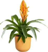 Elho bloempot Jazz rond 23x22cm amber geel - afbeelding 3