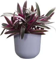 Elho bloempot Jazz rond 23x22cm lavendel lila - afbeelding 3