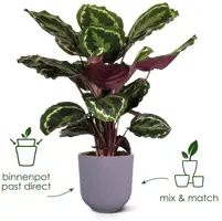 Elho bloempot Jazz rond 23x22cm zijdewit - afbeelding 10