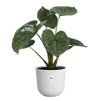 Elho bloempot Jazz rond 23x22cm zijdewit - afbeelding 4