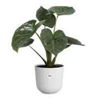 Elho bloempot Jazz rond 23x22cm zijdewit - afbeelding 4