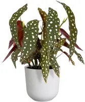 Elho bloempot Jazz rond 26x24cm zijdewit - afbeelding 3