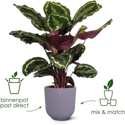 Elho Bloempot Jazz rond 35cm Amber Geel - afbeelding 9