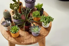 elho bloempot jazz rond mini d9 h9cm Living black - afbeelding 5