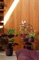 Elho bloempot The Winery Collection 16cm Bordeaux Rood - afbeelding 10