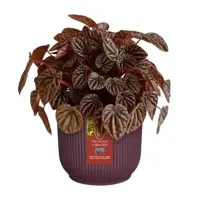Elho bloempot The Winery Collection 16cm Bordeaux Rood - afbeelding 5