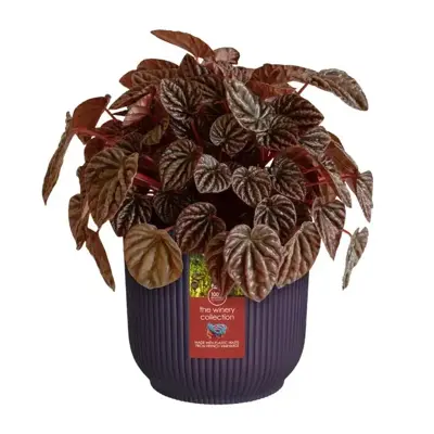 Elho bloempot The Winery Collection 16cm Donkerpaars - afbeelding 6