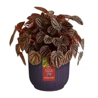 Elho bloempot The Winery Collection 16cm Donkerpaars - afbeelding 6