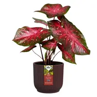 Elho bloempot The Winery Collection 22cm Bordeaux Rood - afbeelding 5