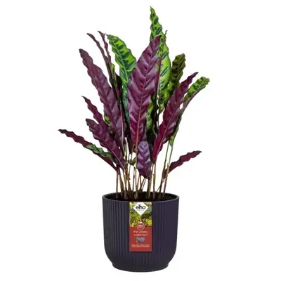 Elho bloempot The WInery Collection 22cm Donkerpaars - afbeelding 5