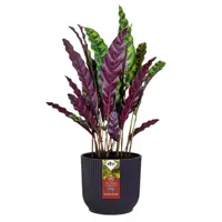 Elho bloempot The WInery Collection 22cm Donkerpaars - afbeelding 5
