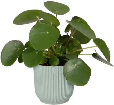Elho bloempot Vibes Fold 7x7cm sorbet groen - afbeelding 2