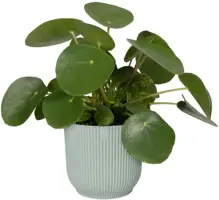 Elho bloempot Vibes Fold 7x7cm sorbet groen - afbeelding 2