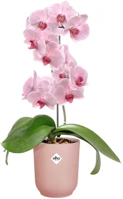 Elho bloempot Vibes fold orchidee hoog 12,5cm frosted pink - afbeelding 2