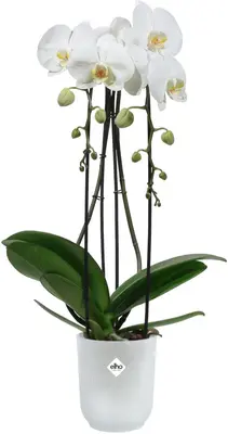 Elho bloempot Vibes fold orchidee hoog 12,5cm transparant - afbeelding 2