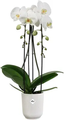 Elho bloempot Vibes fold orchidee hoog 12,5cm zijdewit - afbeelding 2