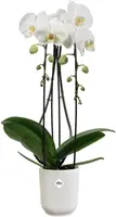 Elho bloempot Vibes fold orchidee hoog 12,5cm zijdewit - afbeelding 2