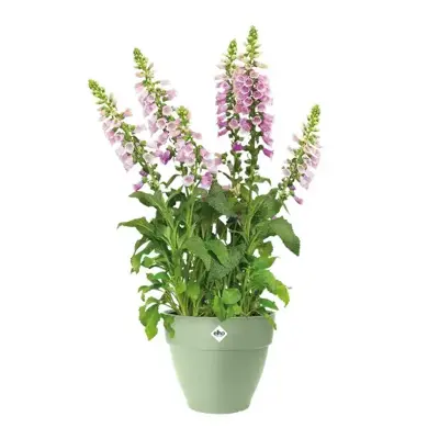 Elho bloempot Vibia Campana 25cm Pistachegroen - afbeelding 2