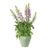 Elho bloempot Vibia Campana 40cm Pistachegroen - afbeelding 2