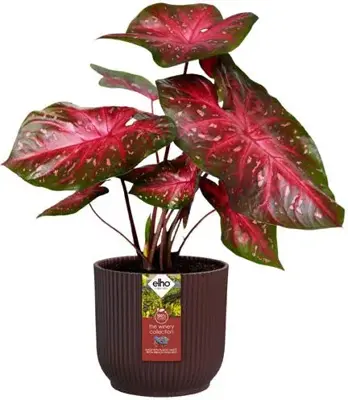 Elho bloempot winery collection 14x13cm rood - afbeelding 2
