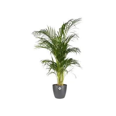 Elho Brussels bloempot rond 16 cm antraciet - afbeelding 3