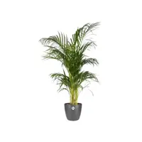 Elho Brussels bloempot rond 16 cm antraciet - afbeelding 3