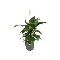 Elho Brussels bloempot rond 16 cm antraciet - afbeelding 4