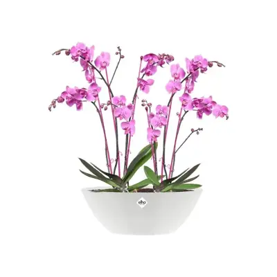 Elho brussels diamond bloempot ovaal 36 cm wit - afbeelding 2