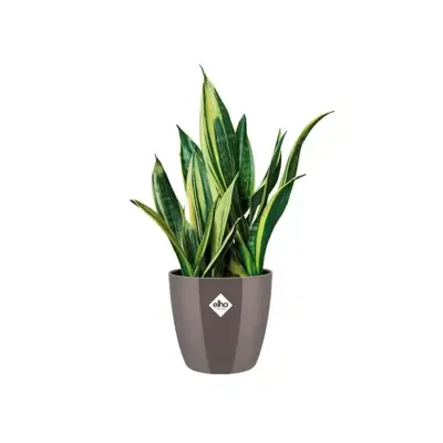 Elho brussels diamond bloempot rond 16 cm oyster pearl - afbeelding 3