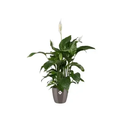 Elho brussels diamond bloempot rond 16 cm oyster pearl - afbeelding 4