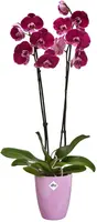 Elho Brussels diamond orchidee hoog 12,5cm levendig violet - afbeelding 2