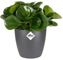 Elho brussels mini bloempot rond 12,5 cm antraciet - afbeelding 3