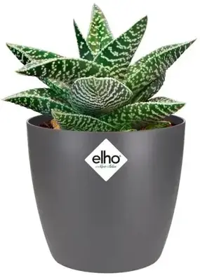 Elho brussels mini bloempot rond 9,5 cm antraciet - afbeelding 3