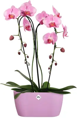 Elho Brussels orchidee duo 25cm levendig violet - afbeelding 2