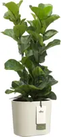 Elho Eden 25 - Wit - L 26 x B 25 x H 23 cm - Binnen en Buiten - 100% gerecycled - afbeelding 2