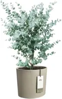 Elho Eden 30 - Grijs - L 31 x B 30 x H 28 cm - Binnen en Buiten - 100% gerecycled - afbeelding 2
