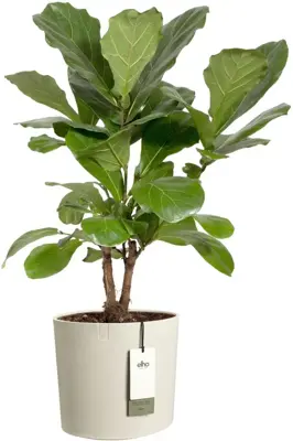 Elho Eden 30 - Wit - L 31 x B 30 x H 28 cm - Binnen en Buiten - 100% gerecycled - afbeelding 2