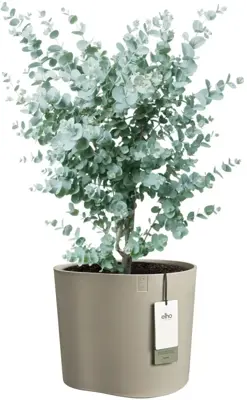 Elho Eden 35 - Grijs - L 36 x B 32 x H 32 cm - Binnen en Buiten - 100% gerecycled - afbeelding 2