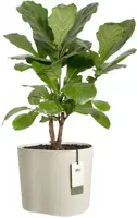 Elho Eden 35 - Wit - L 36 x B 36 x H 32 cm - Binnen en Buiten - 100% gerecycled - afbeelding 2