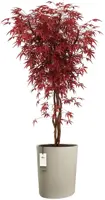 Elho Eden Aquacare High 40 - Grijs - L 43 x B 39 x H 50 cm - Binnen en Buiten - 100% gerecycled - afbeelding 2