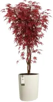 Elho Eden Aquacare High 40 - Wit - L 43 x B 39 x H 50 cm - Binnen en Buiten - 100% gerecycled - afbeelding 2