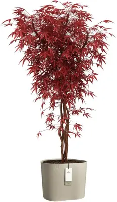 Elho Eden Aquacare Low 40 - Grijs - L 44 x B 40 x H 35 cm - Binnen en Buiten - 100% gerecycled - afbeelding 2