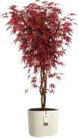 Elho Eden Aquacare Low 40 - Wit - L 44 x B 40 x H 35 cm - Binnen en Buiten - 100% gerecycled - afbeelding 2