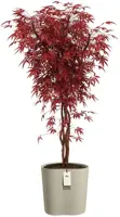 Elho Eden Aquacare Medium 40 - Grijs - L 42 x B 38 x H 42 cm - Binnen en Buiten - 100% gerecycled - afbeelding 2