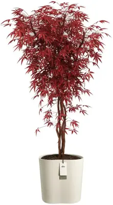 Elho Eden Aquacare Medium 40 - Wit - L 42 x B 38 x H 42 cm - Binnen en Buiten - 100% gerecycled - afbeelding 2