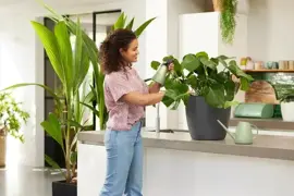Elho Gieter Brussels 1,8 Liter Sorbet groen - afbeelding 4